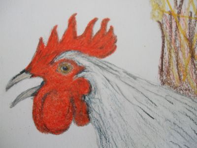 cockerel